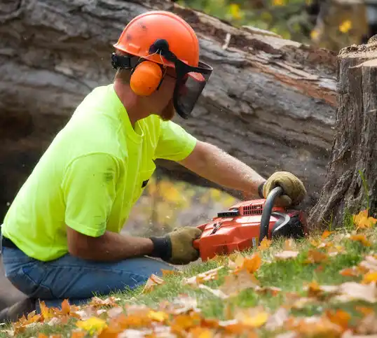 tree services Skyline-Ganipa